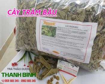 Mua bán cây trâm bầu ở quận Phú Nhuận giúp điều trị đau bụng và tiêu chảy
