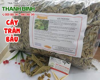 Mua bán cây trâm bầu tại Hà Nội uy tín chất lượng tốt nhất