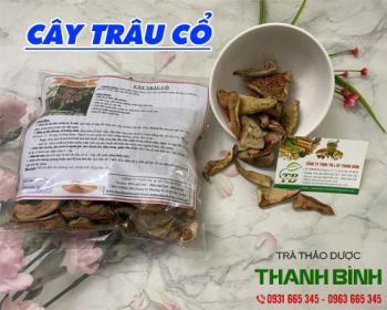 Mua bán cây trâu cổ ở quận Tân Phú làm thuốc bổ giúp tiêu hóa tốt