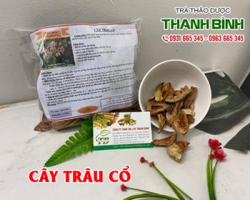 Mua bán cây trâu cổ tại huyện Thanh Trì giải nhiệt và thanh mát cơ thể