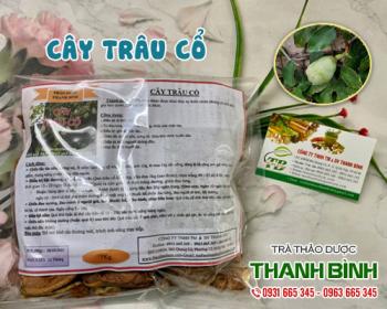 Mua bán cây trâu cổ tại huyện Mê Linh giúp hỗ trợ kích thích tuyến sữa