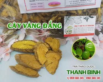 Mua bán cây vàng đắng tại huyện Thanh Trì hỗ trợ điều trị ung thư khá tốt 