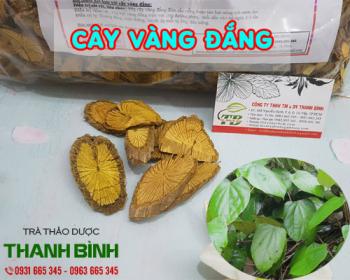 Mua bán cây vàng đắng ở quận Phú Nhuận hỗ trợ điều trị ung thư 