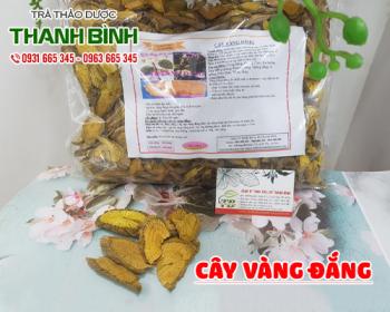 Mua bán cây vàng đắng tại huyện Thanh Oai sử dụng điều trị viêm túi mật