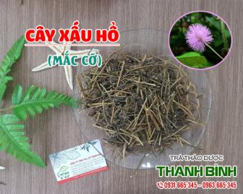 Mua bán cây xấu hổ tại huyện Mê Linh giúp chống viêm và giảm đau rất tốt 