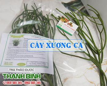 Mua bán cây xương cá tại Bình Thuận có tác dụng sát trùng khử khuẩn