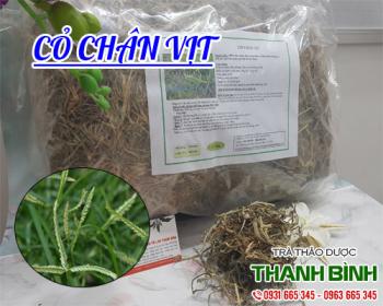Mua bán cỏ chân vịt ở quận Bình Thạnh điều trị bệnh thủy đậu