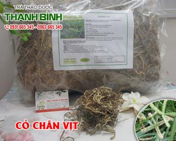 Mua bán cỏ chân vịt tại huyện Sóc Sơn áp dụng trong điều trị tiểu đường 