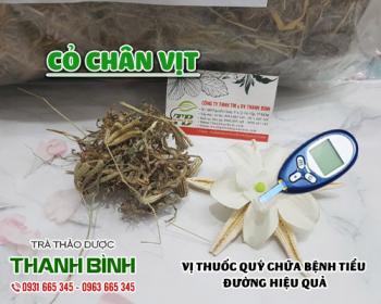Địa chỉ bán cỏ chân vịt trong chữa bệnh tiểu đường tại Hà Nội uy tín nhất