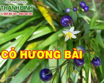 Mua bán cỏ hương bài ở quận Tân Phú đắp hạ nhiệt sốt khá hiệu quả