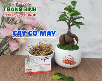 Mua bán cây cỏ may tại quận Thanh Xuân sử dụng có lợi cho đường ruột