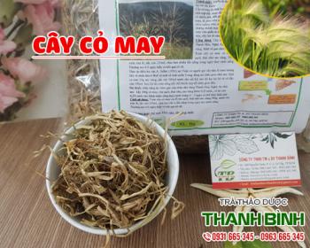 Mua bán cây cỏ may tại huyện Phú Xuyên giúp hồi phục vết thương trên da