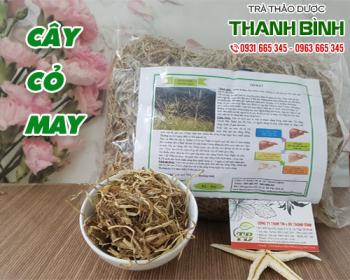 Mua bán cây cỏ may ở huyện Hóc Môn rất có lợi cho đường ruột