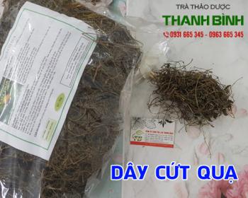 Mua bán dây cứt quạ ở quận Phú Nhuận điều trị liệt sau tai biến