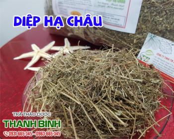 Mua bán diệp hạ châu ở quận Tân Phú có khả năng trị bệnh ở đường tiêu hóa