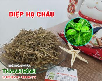 Mua bán diệp hạ châu tại quận Thanh Xuân sử dụng điều trị mụn nhọt