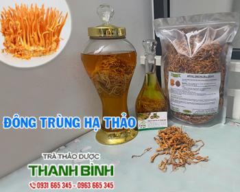 Mua bán đông trùng hạ thảo tại Ninh Thuận hỗ trợ nâng cao sức khỏe