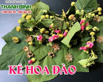 Mua bán ké hoa đào ở huyện Hóc Môn giúp điều trị rắn độc cắn