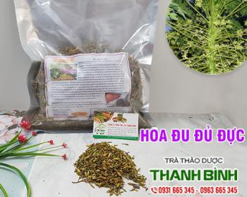 Mua bán hoa đu đủ đực tại Bình Thuận giúp giảm viêm loét dạ dày rất tốt