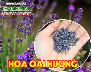 Mua bán hoa oải hương tại quận Phú Nhuận có thể trị gàu hay bệnh da đầu
