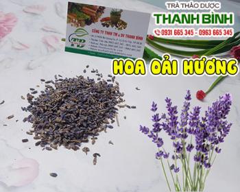 Mua bán hoa oải hương ở quận Phú Nhuận giúp nhanh lành vết thương