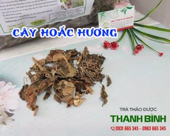 Mua bán cây hoắc hương ở huyện Hóc Môn giúp điều trị viêm đường ruột