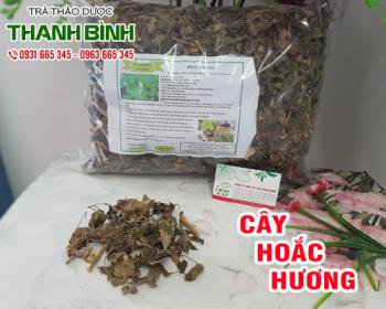 Mua bán cây hoắc hương ở quận Bình Thạnh giúp điều trị buồn nôn, nôn