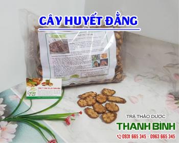 Mua bán cây huyết đằng ở quận Tân Phú giúp tăng cường sức khỏe rất tốt