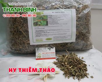 Mua bán hy thiêm thảo tại huyện Phú Xuyên giúp điều trị giãn tĩnh mạch