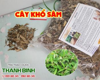 Mua bán cây khổ sâm ở quận Tân Phú giúp điều trị viêm đau dạ dày rất tốt