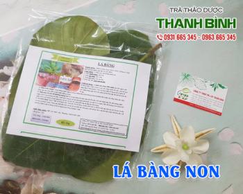 Mua bán lá bàng non tại quận Thanh Xuân hỗ trợ điều trị viêm đau dạ dày