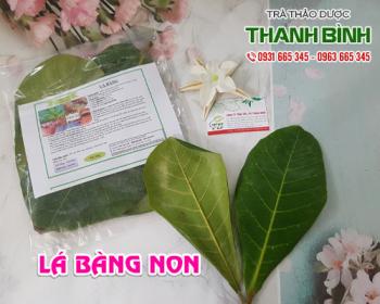 Địa điểm bán lá bàng non tại Hà Nội điều trị bệnh trĩ và mụn nhọt tốt nhất