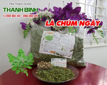Địa điểm bán lá chùm ngây tại Hà Nội chữa viêm loét dạ dày tốt nhất