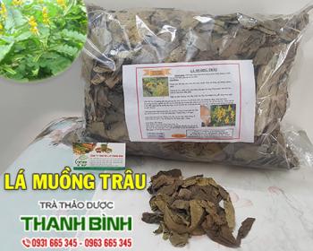 Mua bán lá muồng trâu tại Ninh Thuận có tác dụng điều trị nấm da