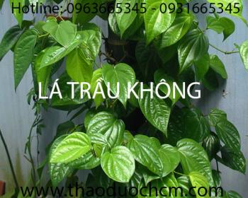 Mua bán lá trầu không tại Ninh Thuận có tác dụng điều trị mụn nhọt lở loét