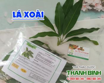 Mua bán lá xoài ở quận Tân Phú hỗ trợ điều trị viêm phế quản