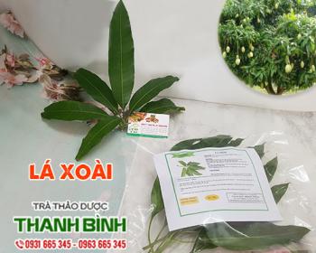 Mua bán lá xoài tại Hà Giang có tác dụng ngăn ngừa một số bệnh lý hô hấp