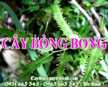 Mua bán cây bòng bong tại huyện Sóc Sơn rất tốt trong việc trị viêm gan