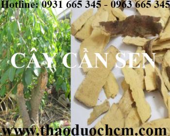 Mua bán cây cần sen tại quận Thanh Xuân giúp điều trị đau bụng an toàn 
