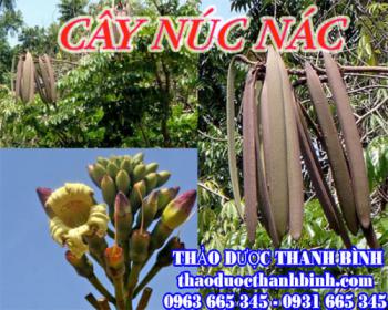 Mua bán cây núc nác tại Cà Mau có tác dụng chữa viêm đường tiết niệu