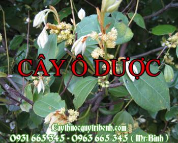 Mua bán cây ô dược tại Cà Mau rất tốt trong việc chữa chứng đau bụng kinh