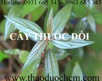 Mua bán cây thuốc dòi tại huyện Thanh Trì rất tốt trong việc điều trị ho lao