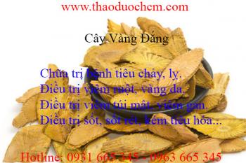 Mua bán cây vàng đắng tại Bình Thuận giúp điều trị sốt rét hiệu quả