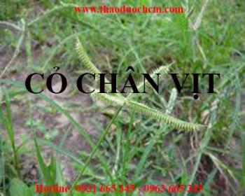 Mua bán cỏ chân vịt tại huyện Sóc Sơn rất tốt trong việc tăng cường sức khỏe