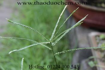 Mua bán cỏ mần trầu tại Hà Giang có tác dụng chữa trị viêm thận cấp