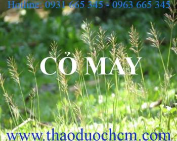Mua bán cỏ may tại huyện Thanh Trì rất tốt trong việc điều trị giun đũa