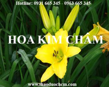 Địa chỉ bán hoa kim châm thanh nhiệt giải độc gan tại Hà Nội uy tín nhất
