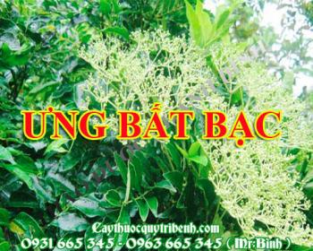 Mua bán cây ưng bất bạc tại quận Long Biên giúp điều trị đau thắt lưng