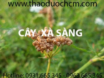 Mua bán cây xà sàng tại quận Long Biên giúp điều trị tai ướt ngứa an toàn