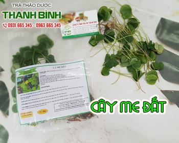 Mua bán cây me đất tại Hà Nội uy tín chất lượng tốt nhất